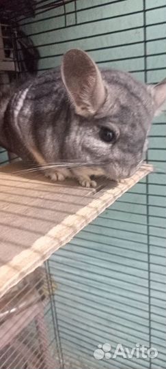 Шиншилла с клеткой