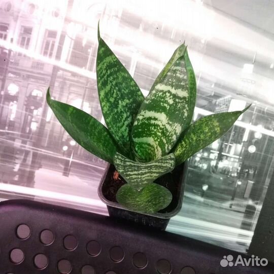 Сансевиерия