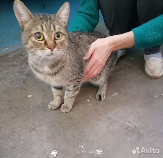 Котик ищет дом