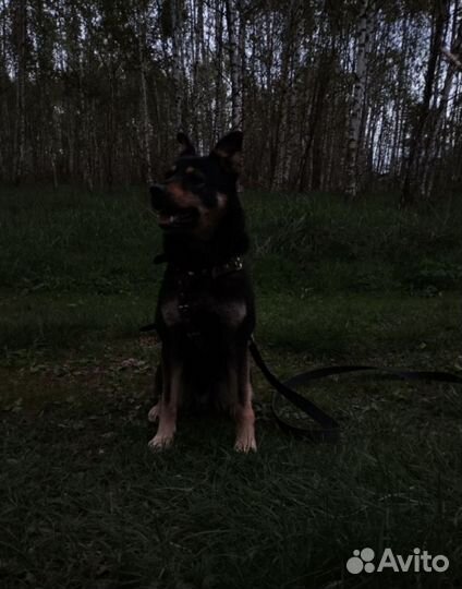 Работа выгул собак