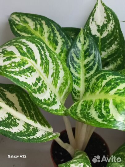 Аглаонема зебра