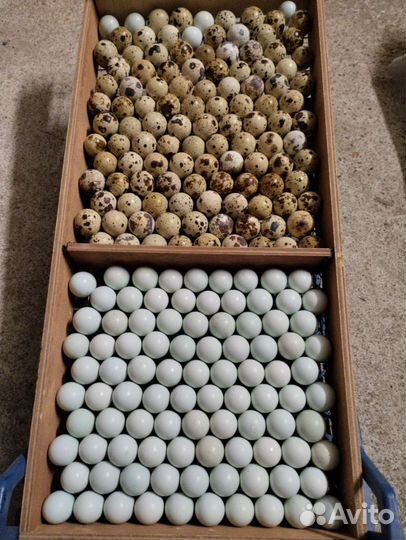 Перепела инкубационное яйцо