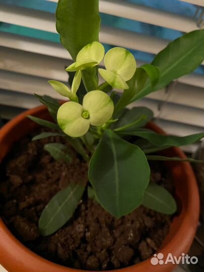 Жёлтый молочай