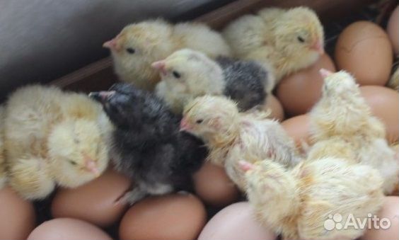 Гуси суточные. Гусята. Утки, индюшаткИ