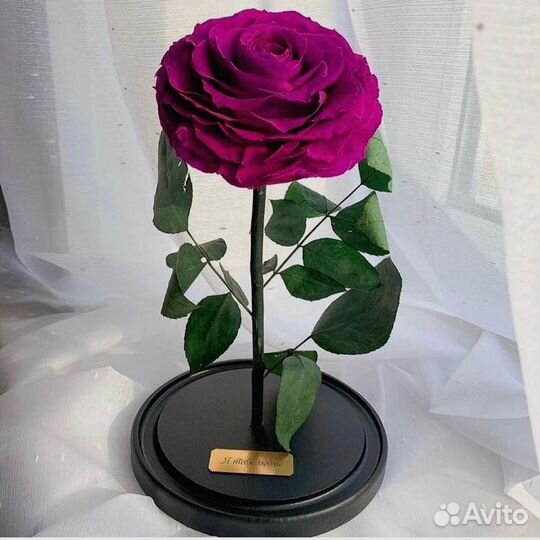 Роза в колбе. С гарантией