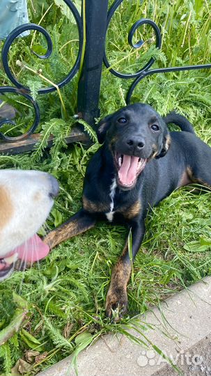 Мини доберман