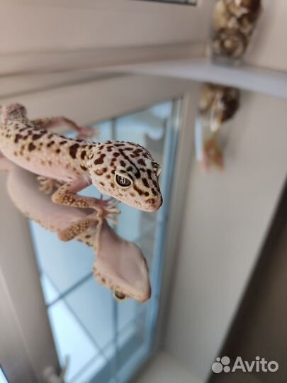 Иранский эублефар