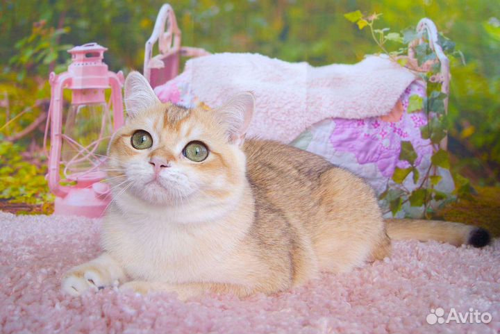 Британский котик ny12