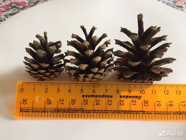 Шишки сосновые продать