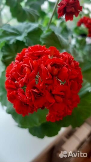 Пеларгония герань красная