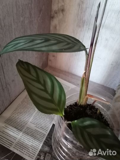 Комнатные цветы