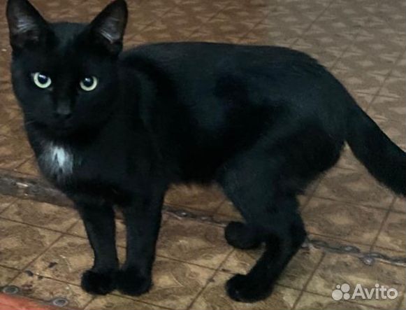 Шикарный котик