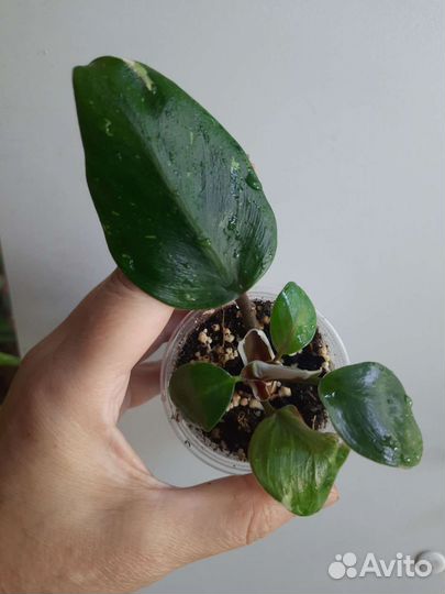 Набор сциндапсусов и филодендронов