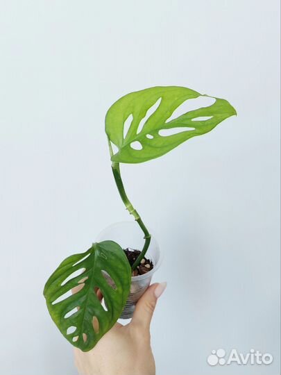 Монстеры разные