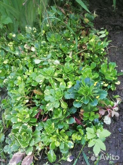 Хоста, Бадан и другое