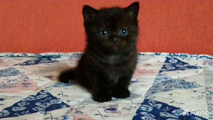 Шотландские вислоухие котята