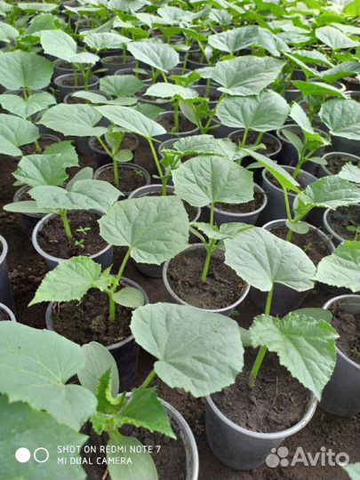 Рассада огурцов