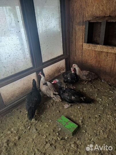 Семья селезень и пять уток(можно по штучно)