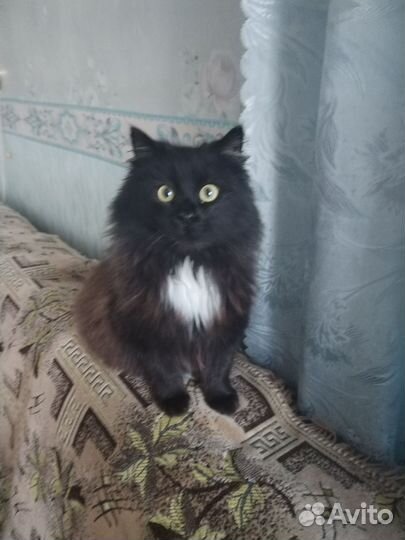 Отдам котов