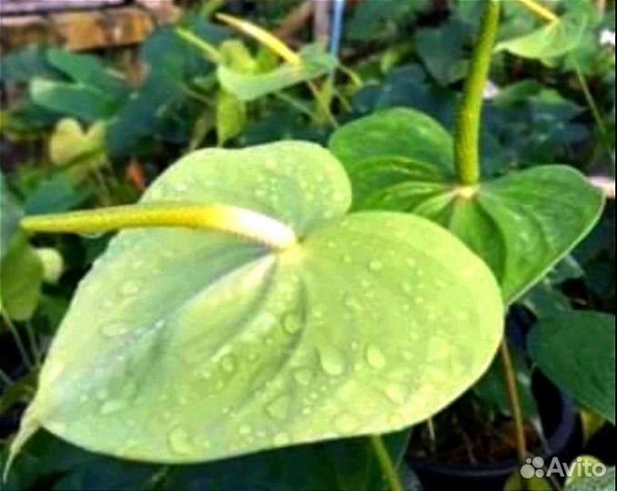 Антуриум. Тай