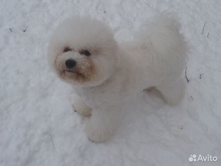 Бишон фризе вязка