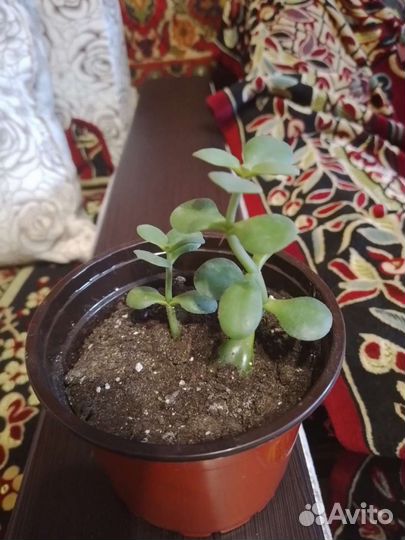 Толстянка денежное дерево