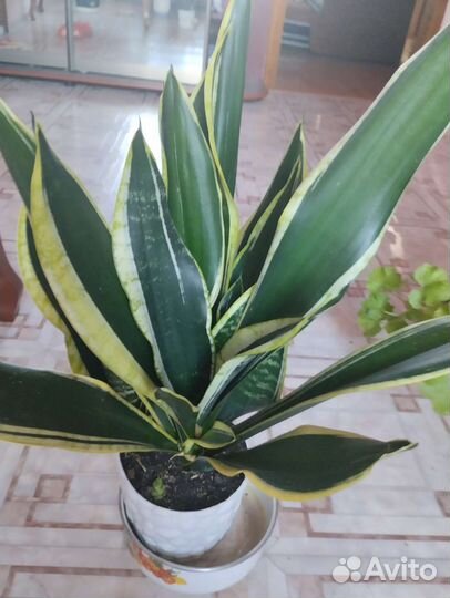 Дендробиум