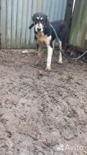 Среднеазиатская овчарка