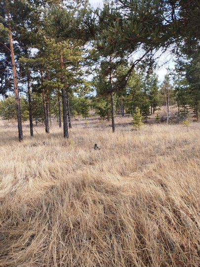 Участок 8 сот. (ИЖС)