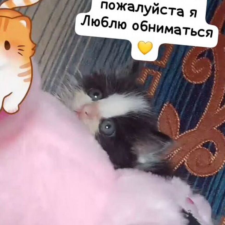 Котик в добрые руки