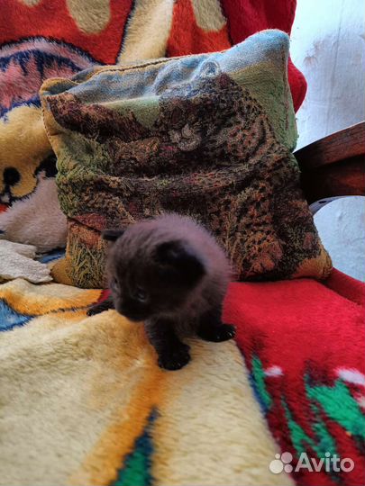 Котята в добрые руки бесплатно