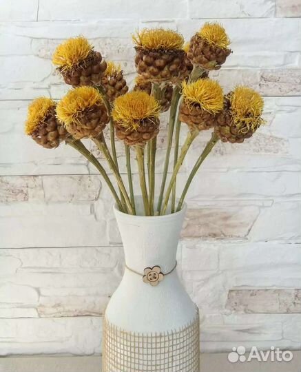 Кермек, краспедия и другие натуральные сухоцветы