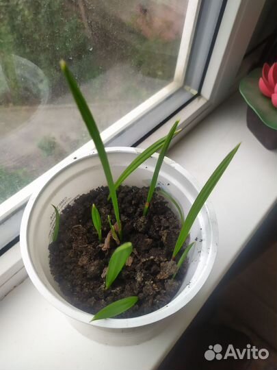 Финиковая пальма(ростки)