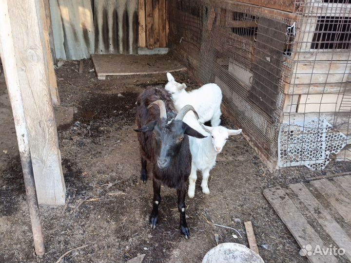 Коза с козлятами