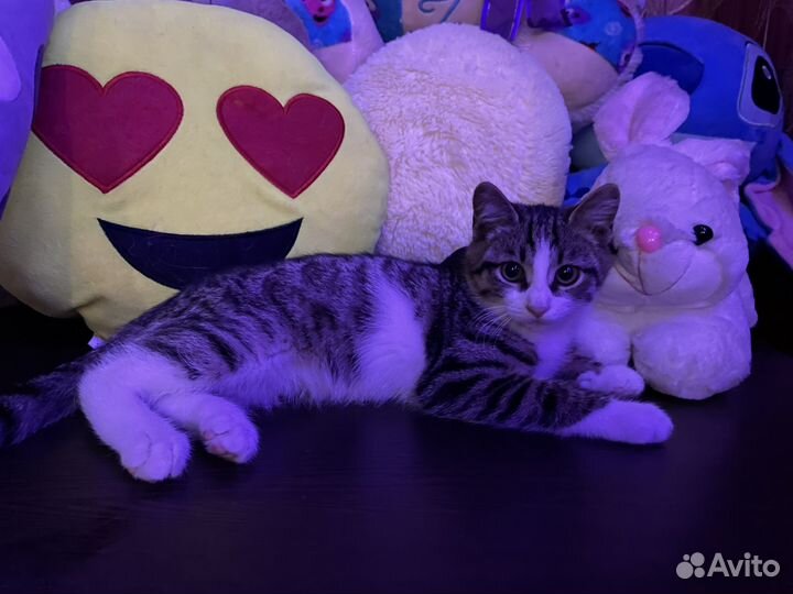 Котёнок в добрые руки, мальчик