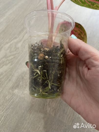 Аглаонема amnat charoen