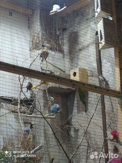 Певчие птицы