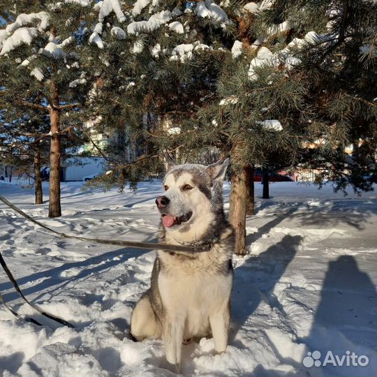 Вязка Аляскинский маламут бесплатно