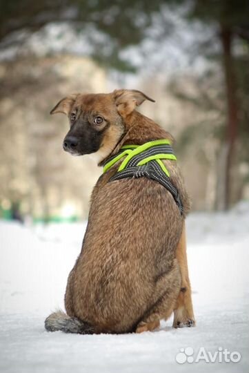 Щенок Мика в добрые руки