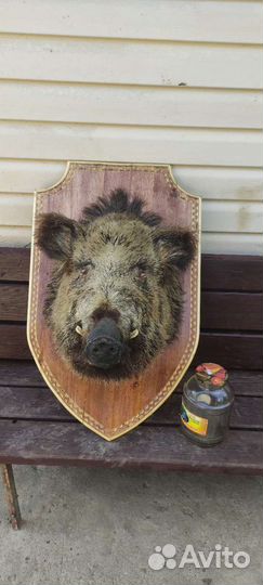 Чучело головы кабана