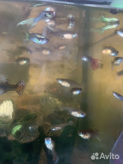 Отдам в добрые руки