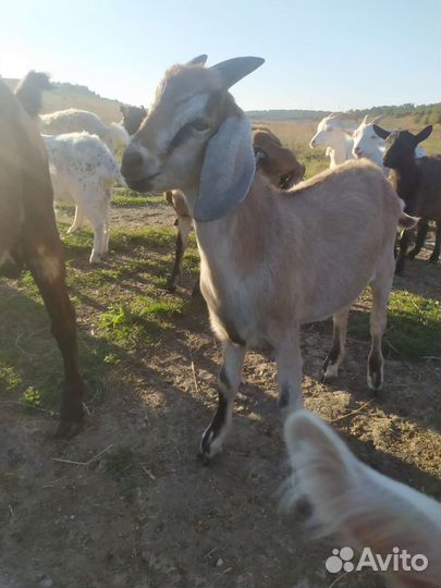 Нубийский козел