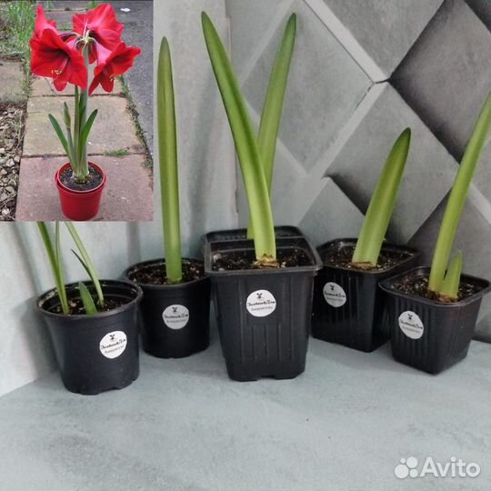 Комнатные растения, цветы, кактусы