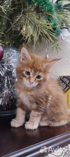Котята Мейн куны продажа