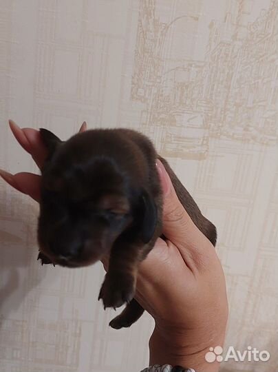 Щенки таксы