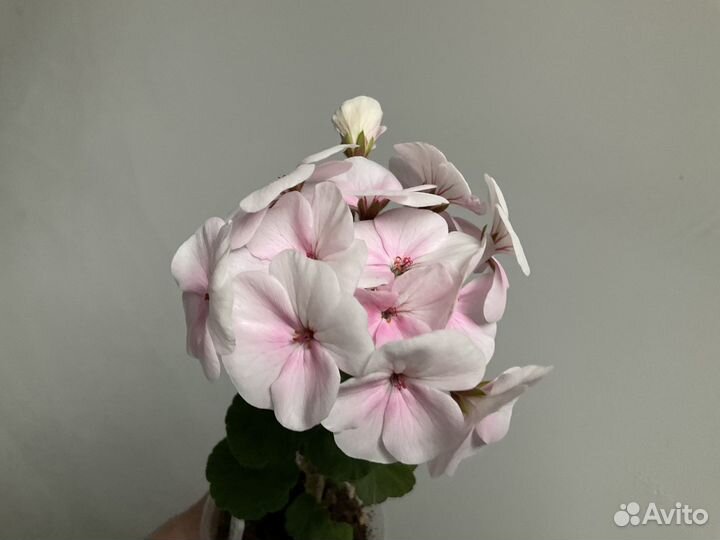 Пеларгония