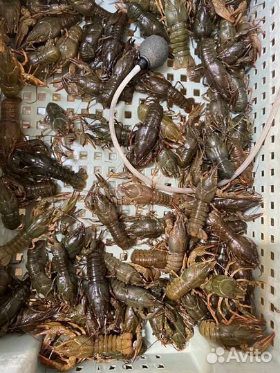 Продукты питания