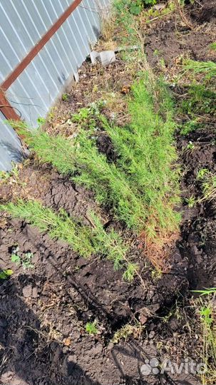 Можжевельник огромные кусты