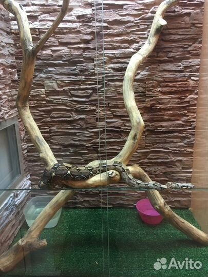 Террариум вертикальный