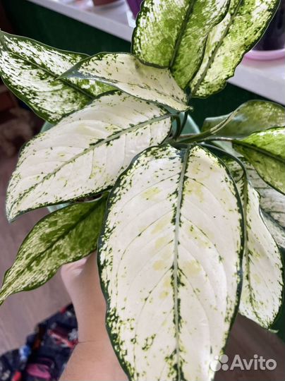 Аглаонема вайт мэт